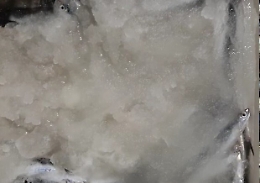 Il "ghiaccio cremoso" per conservare il pesce: ecco come funziona