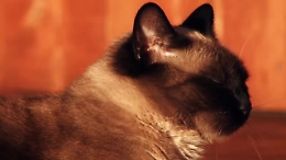 Il tuo gatto è felice? Ecco come scoprirlo