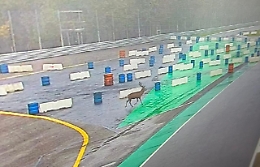 Ricompare all'autodromo il cervo della Villa reale di Monza