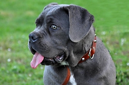 Non si rassegna alla fine di una relazione e spara ai cani della cugina della ex: arrestato