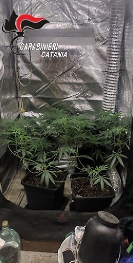 Tradito dal suo “pollice verde”: arrestato con una serra artificiale per coltivare la “roba” in cantina