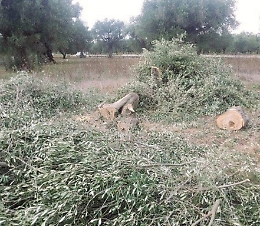 Calamonaci, tagliati nove alberi di ulivo ad un imprenditore