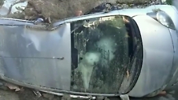 Storia di Yuki, il cane unico superstite della famiglia dopo la frana di Ischia: la casa non c'&egrave; pi&ugrave; e si rifugia in auto