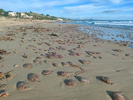 Sterminio di meduse a Menfi