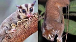 Singapore: aveva animali selvatici in casa, multa di 7.000 dlr