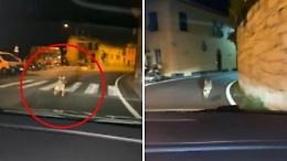 Insegue un lupo in strada a forte velocit&agrave;: il video in provincia di Genova