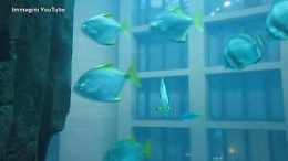 Così con l'ascensore si «entrava» nel cilindro dell'AquaDom per osservare i pesci