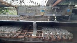 Caccia: mille uccelli di specie protette in gabbie, denunciati