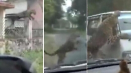 India, un leopardo ferisce 15 persone: il momento in cui attacca un furgone