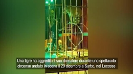 Circo Orfei, domatore aggredito da una tigre a Lecce: il video