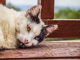 Petardo legato alla zampa di un gattino e cani maltrattati: presentata denuncia