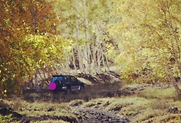 L'allarme del Wwf: "A rischio i boschi dell'Etna"