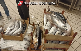 Tonno pescato illegalmente già caricato in auto ad Aci Trezza: multa di 34mila euro