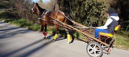 Catania, col calesse tra le auto e a forte velocità: denunciato "fantino", sequestrato il cavallo
