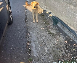 Cani uccisi con esche avvelenate a Giarre: le denunce dei residenti