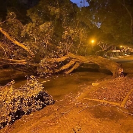 Maltempo, alberi sdradicati dal vento e auto danneggiate a Palermo