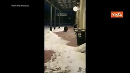 Morto l'orso Juan Carrito, investito da un'auto: la mascotte del Parco Nazionale d'Abruzzo in una delle sue incursioni