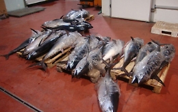 Riposto, sequestrati quasi 300 chili di pesce: tonni troppo piccoli e pescato non tracciato