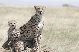 l'India riceverà 12 ghepardi dal Sudafrica