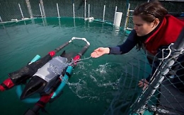 Operazione miracolo per salvare il più piccolo cetaceo al mondo