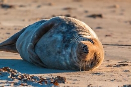 Le foche grigie nel Regno Unito sono sempre di più