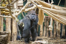 Per lo zoo di Kiev è una sfida tenere al caldo Tony