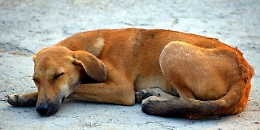 Gela: l'OIPA lancia un appello al presidente della Regione Siciliana