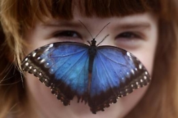 Le farfalle del Regno Unito stanno scomparendo