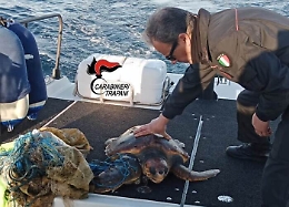 Tartaruga aggrovigliata in rete pesca soccorsa a Favignana