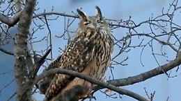 È caccia al gufo Flaco, fuggito dallo zoo di Central Park