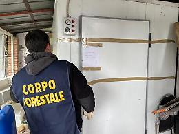 In un caseificio abusivo a Belpasso sequestrati 1.500 kg di formaggi non idonei ai consumo