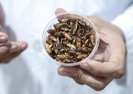 Polvere di grillo domestico per fare il pane? Il no dei panificatori catanesi