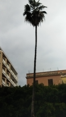 Catania: albero pericoloso alla villa Bellini