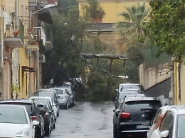 Maltempo a Catania: pino abbattuto dal vento blocca la via Liardo