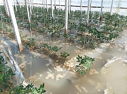 Danni all'agricoltura per il maltempo in Sicilia: lettera Cia a Sammartino