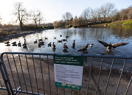 Influenza aviaria: aumenta la circolazione Italia, &egrave; allarme per gli allevamenti di polli