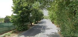 "Il Comune di Caltanissetta vuole abbattere 100 alberi per una pista ciclabile"