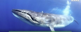 La giornata mondiale delle balene