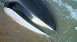 Scheletro della balenottera spiaggiata sarà esposto al museo di Aspra