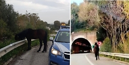 Cavallo al galoppo lungo la A20, bloccato dalla Polizia stradale