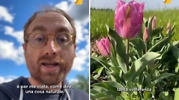 L'uomo dei tulipani replica alle critiche: &laquo;Naturale provare dolore&raquo;