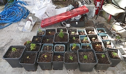 Droga, torna dopo 10 anni nella sua casa rurale di Acireale e trova una serra di cannabis