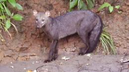 Bolivia, catturato per la prima volta il "cane fantasma": ha le zampe palmate come le anatre
