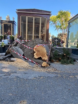 «A quale Santo votarsi per portare un fiore ai miei cari?»