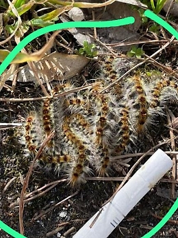 Catania: cortile infestato dalla processionaria. Studenti non entrano a scuola