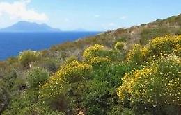 Isole Eolie, a Panarea un progetto di UniCt per <strong>reintrodurre l'Anthemis aeolica</strong>
