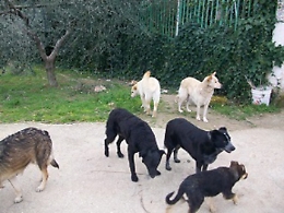 Anziana aggredita dai suoi 5 cani: amputati braccio destro e avambraccio sinistro