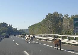 Mucche investite da due auto lungo la A18, quattro feriti (e bovini morti)