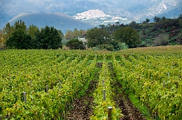 Vinitaly, presenti 58 aziende dell'Etna: la delegazione più numerosa della Sicilia