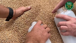 Agricoltura, controlli su una nave di grano estero arrivata a Pozzallo